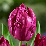 Тюльпан 2 шт Папуговий Parrot Prince, цибулини 11/12, фото 4