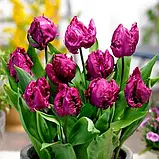 Тюльпан 2 шт Папуговий Parrot Prince, цибулини 11/12, фото 2