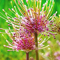 Аліум Schubertii цибулини 14/16