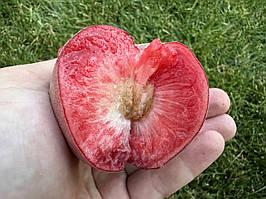 Саджанці персика Ред Робін (Red Robin, Ред Робин)