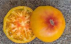 Насіння томату Гном вихор (10 насінин)