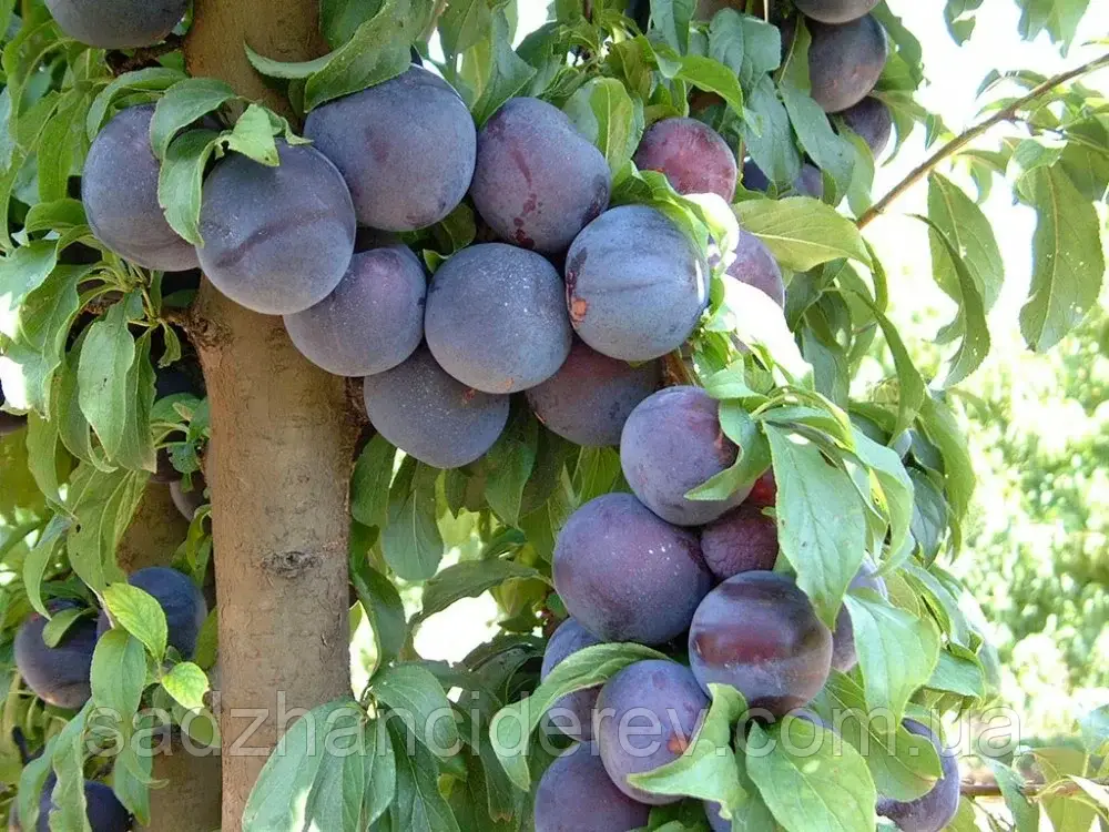 Саджанці слив Блек Амбер (Black Amber)