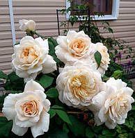 Саджанці троянд Крокус Роуз ( Rose Crocus)