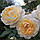 Саджанці троянд Крокус Роуз ( Rose Crocus), фото 3