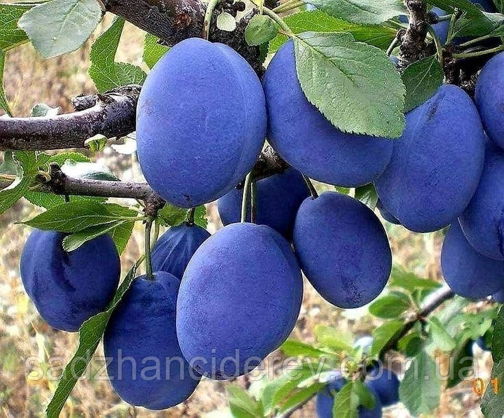 Саджанці слив Хаганта (Haganta)