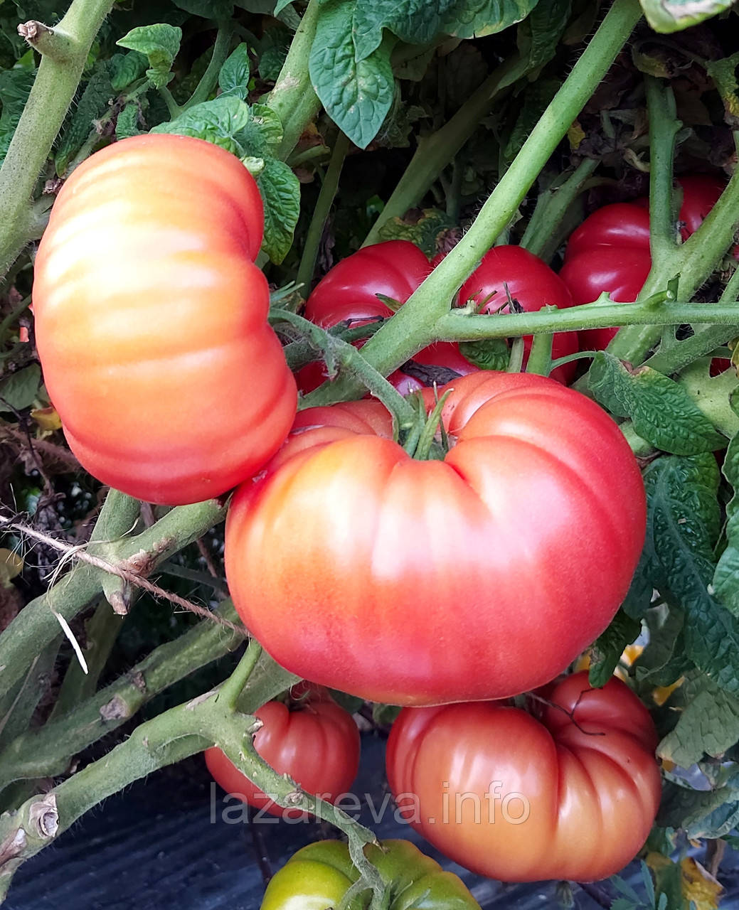 Насіння томату Гном Укус Змії (Dwarf Snakebite) 10 шт, фото 1