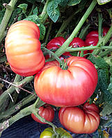 Насіння томату Гном Укус Змії (Dwarf Snakebite) 10 шт