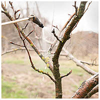 Викорінююча обробка саду восени