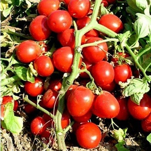 Томат Бриксол F1 10шт ранний высокоурожайный гибрид кустового томата - фото 1 - id-p346401934
