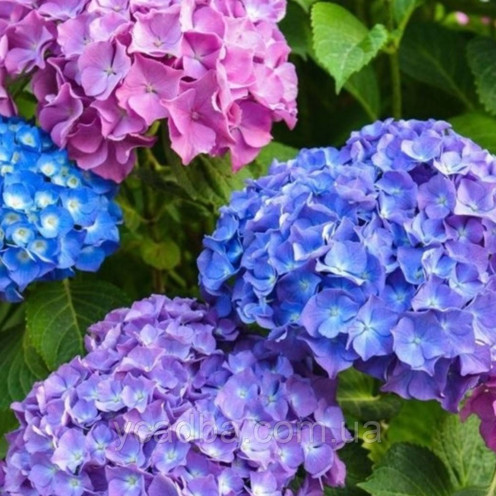Гортензія крупнолистова Букет Роуз, Bouquet Rose 138 (горщик 0,5л)