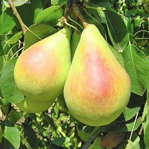 Груша Кримські Зорі (осіння)