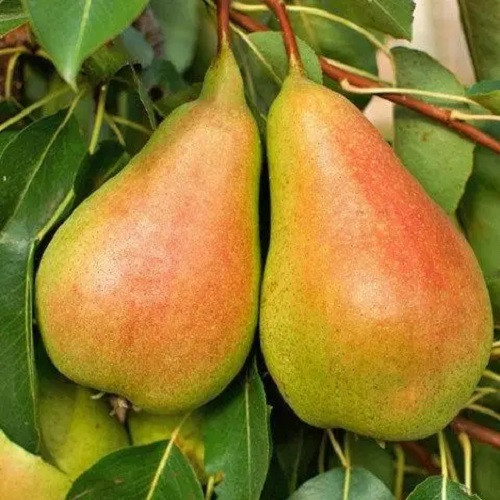 Груша Португальська рання (літня)