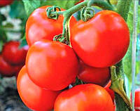 Низкорослые томаты Тайпринц F1 20 шт среднеспелый высокоурожайный гибрид кустового томата