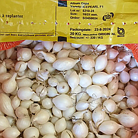 Айсперл (Iceрearl) цибуля сіянка, 1 кг