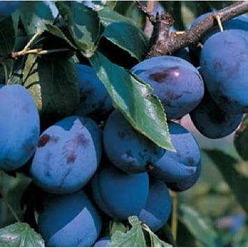 Слива Олена (пізня)