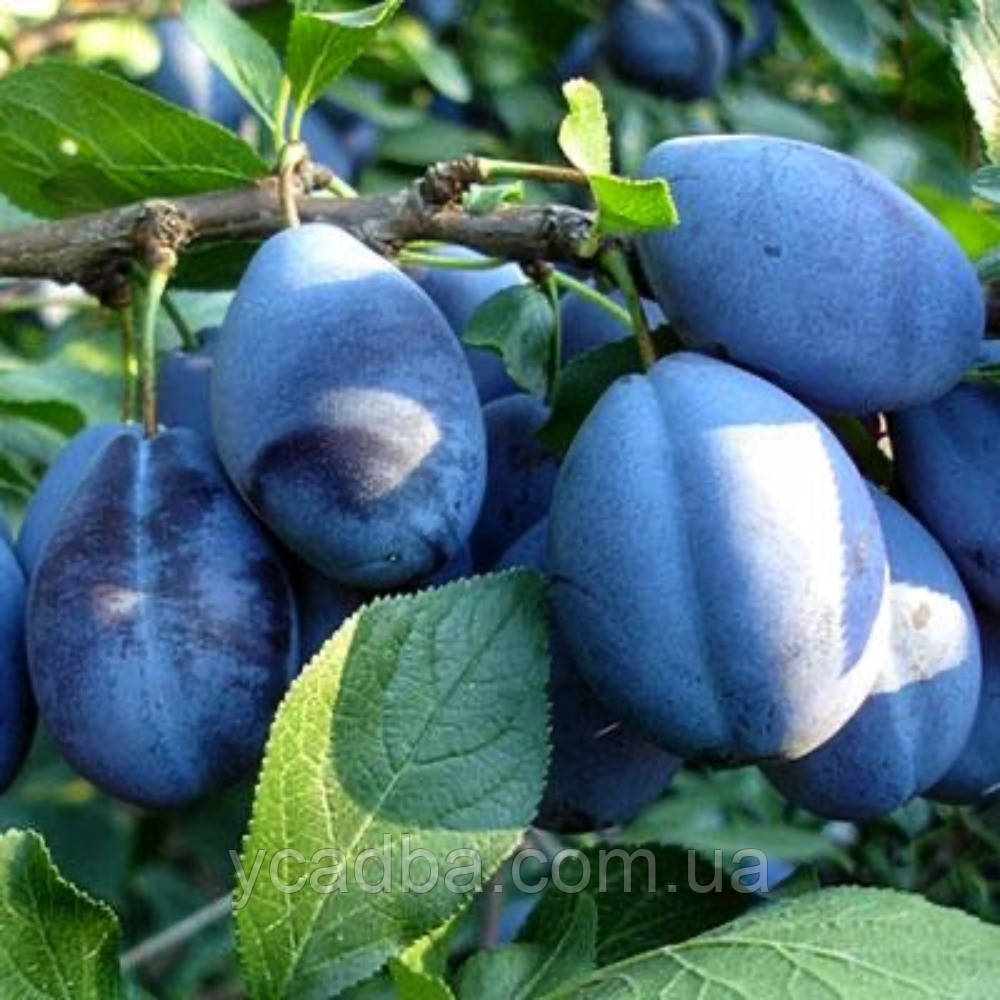 Слива Венгерка Італійська (пізня), фото 1