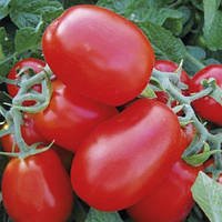 1510 F1 (500 нас.) насіння томату Spark Seeds