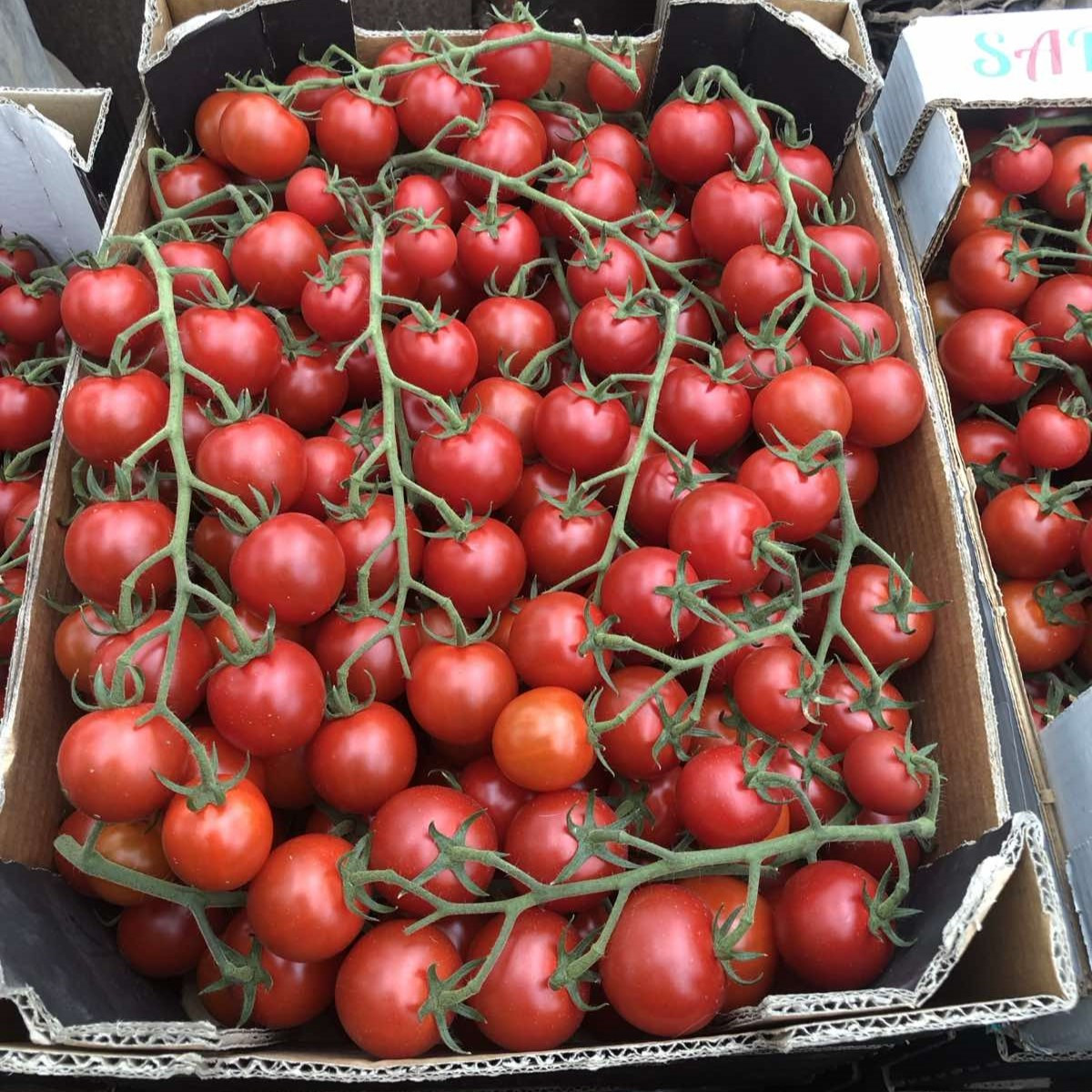 Блейз F1 (250 нас.) насіння томату Spark Seeds, фото 1