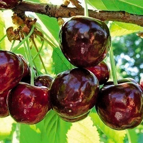 Черешня Каріна (пізня)