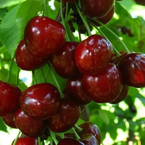 Черешня Гермередорфська (пізня)