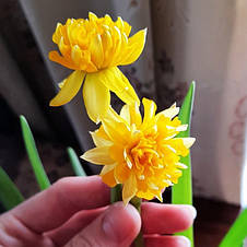 Нарцис Мініатюрний Tete Boucle (Тет Букле) 2 шт./уп., фото 3