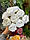 Букет " Троянди кучеряві " білі 9 шт, фото 5