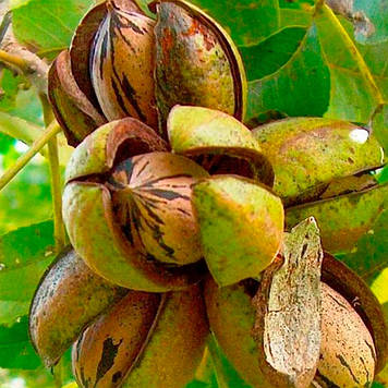 Горіх пекан Кеп Феа 2 роки