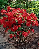 Азалія "Nabucco" С2  саджанці садових рослин,квіти садові