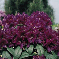 Рододендрон "Polarnacht" С3  садові саджанці,рододендрони