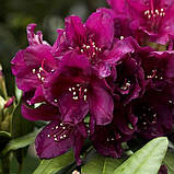 Рододендрон "Polarnacht" С3 садові саджанці,рододендрони, фото 2