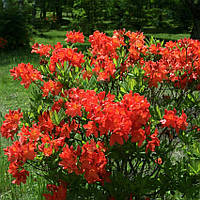 Азалія садова "Feuerwerk"  багаторічні  садові квіти