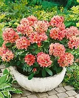 Рододендрон "Brasilia" садові декоративні кущі ,квіти