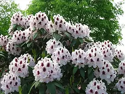 Рододендрон "Calsap" багаторічники,садові квітучі кущі