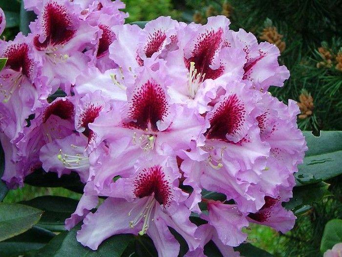 Рододендрон "Kabarett", фото 1