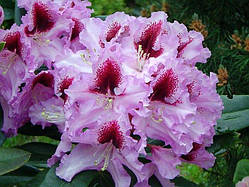 Рододендрон "Kabarett"