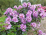 Рододендрон "Kabarett", фото 2