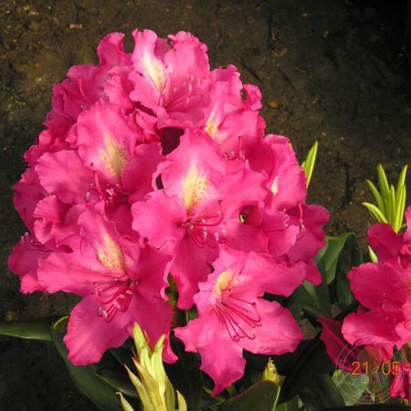 Рододендрон "Jan III Sobieski", фото 1