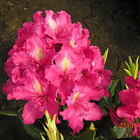 Рододендрон "Jan III Sobieski"