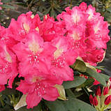 Рододендрон "Jan III Sobieski", фото 2