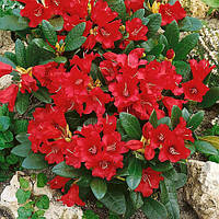 Рододендрон "Baden-Baden"