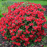 Рододендрон "Baden-Baden", фото 2