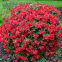 Рододендрон "Baden-Baden"   багаторічні  садові квіти