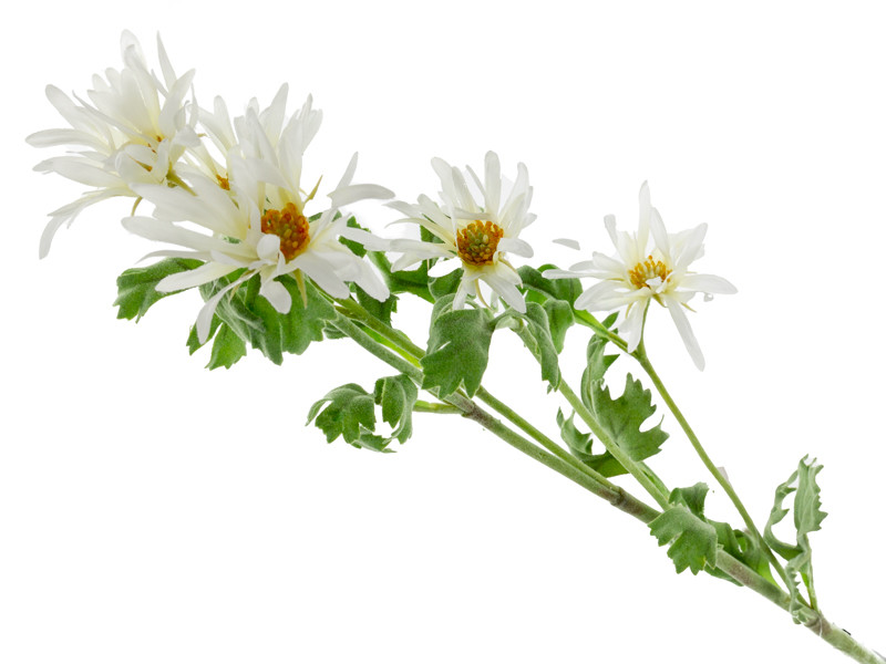 Гілка хризантеми біла 85 см (поліестр з напиленням), фото 1