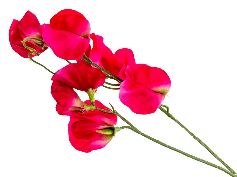 Запашний горошок жежиний 43 см, фото 1