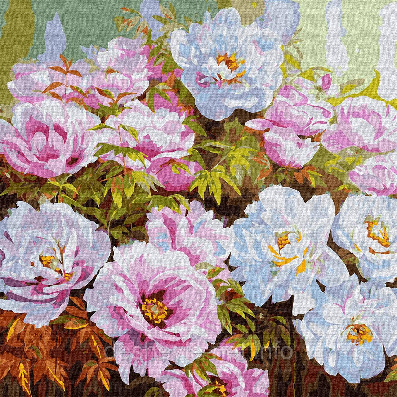 Картина за номерами "Розмаїття півоній" 50х50см KHO3193