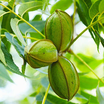 Горіх пекан Meramec 2 роки