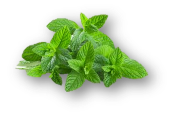 Натуральна ефірна олія М'яти перцевої Вівасан М'ята перецева Вівасан