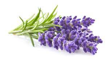 Лаванда Вівасан