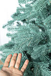 Ялинка лита "Ковалівська" Блакитна 2,50м, фото 6