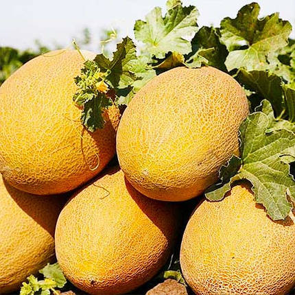 Насіння дині Ананас, 0,5 г — Середньостиглий сорт, солодка, LEDAAGRO, фото 1